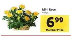 Safeway Mini Rose offer