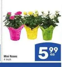 Albertsons Mini Roses - 4 Inch offer