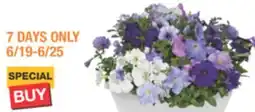 The Home Depot 12 Classic Color Bowl annuals offer