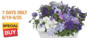The Home Depot 12 Classic Color Bowl annuals offer