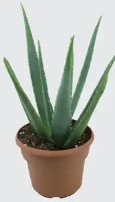The Home Depot Aloe Cache offer