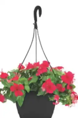 The Home Depot 10 Classic Hanging Basket offer