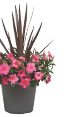 The Home Depot 12 Tropical Combination Planter offer
