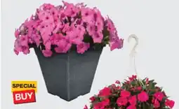 The Home Depot Hanging Basket or #10 Planter offer