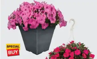 The Home Depot Hanging Basket or #10 Planter offer