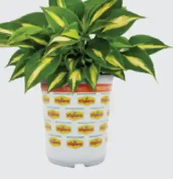 The Home Depot VIGORO #1 Hosta offer