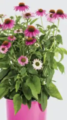 The Home Depot 2 Color Pot Perennial offer