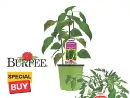 The Home Depot 2 Vegetable Color Pot offer