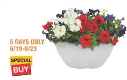 The Home Depot 12 Classic Annual Color Bowl offer