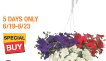 The Home Depot Classic Annual Hanging Basket annuals offer