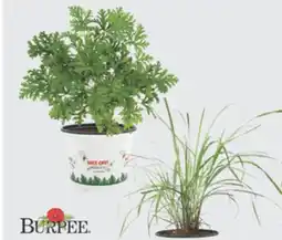 The Home Depot Buzz Off! offer