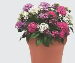 The Home Depot 14 Terra Nova Annual Planter offer