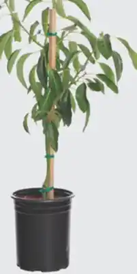 The Home Depot 5-Gallon Avocado offer