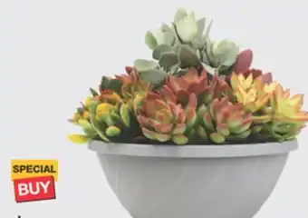 The Home Depot Classic Succulent Bowl offer