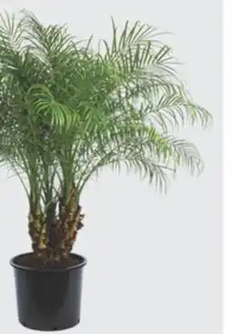 The Home Depot 14 Roebelenii Palm offer