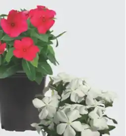 The Home Depot 4 Vinca offer