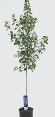 The Home Depot 5-Gallon Assorted Trees offer