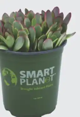 The Home Depot Quart Landscape Succulent offer