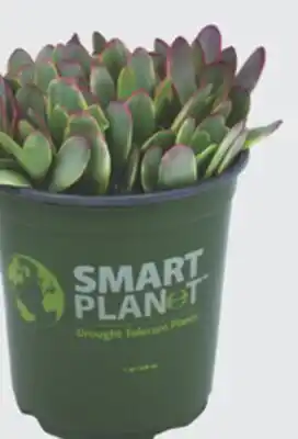 The Home Depot Quart Landscape Succulent offer