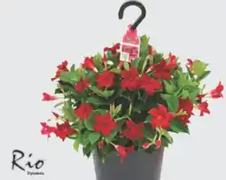 The Home Depot 10 Hanging Basket offer