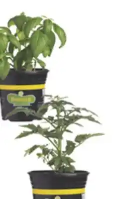 The Home Depot Gallon Tomato & Herbs offer