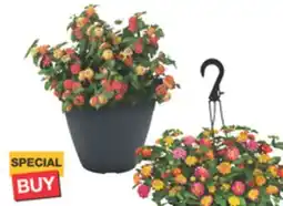 The Home Depot 11 Select Hanging Basket or Planter offer