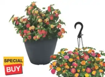 The Home Depot 11 Select Hanging Basket or Planter offer