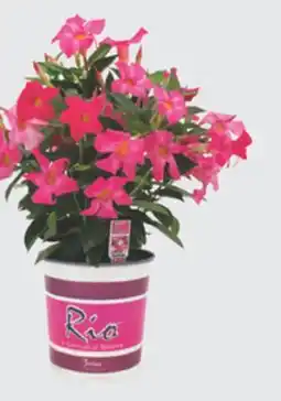 The Home Depot Rio Gallon Bin offer