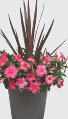 The Home Depot Planter offer