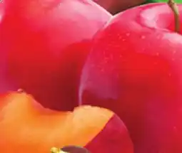 Bravo Supermarkets EXTRA LARGE RED PLUMS offer