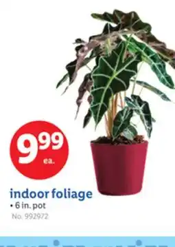 Lidl indoor foliage offer