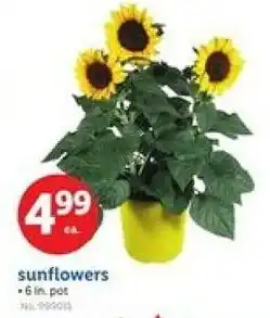 Lidl Sunflowers offer