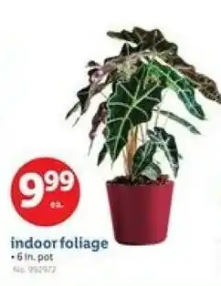 Lidl Indoor foliage offer