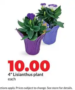 Hy-Vee 4 Lisianthus plant offer