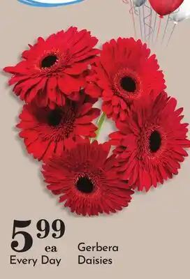 Pavilions Gerbera Daisies offer