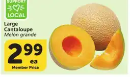 Albertsons Large Cantaloupe offer