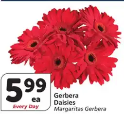Albertsons Gerbera Daisies offer