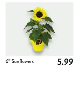 Fresh Thyme 6 Sunflowers offer