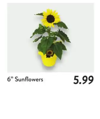 Fresh Thyme 6 Sunflowers offer