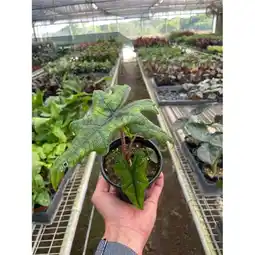 Walmart House Plant Dropship 4-ALOCASIA-JACKLYN Alocasia Jacklyn Plant offer