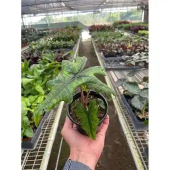 Walmart House Plant Dropship 4-ALOCASIA-JACKLYN Alocasia Jacklyn Plant offer