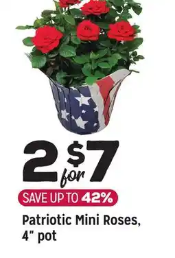 Grocery Outlet Patriotic Mini Roses, 4 pot offer