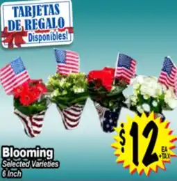 Superior Grocers Blooming offer