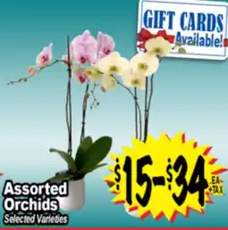 Superior Grocers Assorted Orchids offer