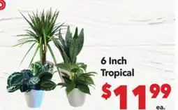 Vallarta Supermarkets Tropical offer