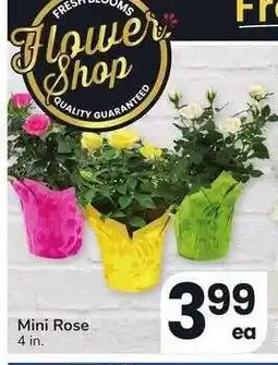 Albertsons Mini Rose - 4 in offer