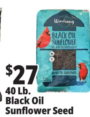 Ocean State Job Lot Black Oil Sunflower Seeds 40 lbs offer
