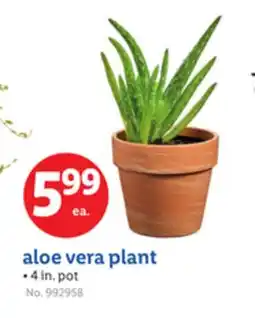 Lidl aloe vera plant offer