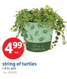 Lidl string of turtles offer
