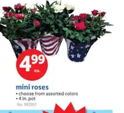 Lidl mini roses offer